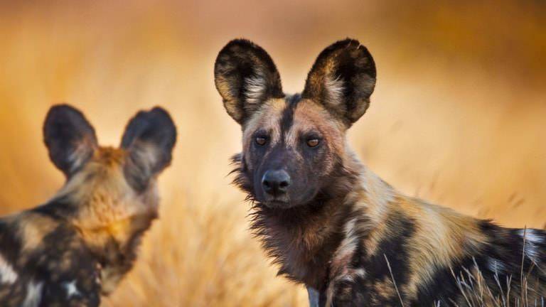 Wild Dog