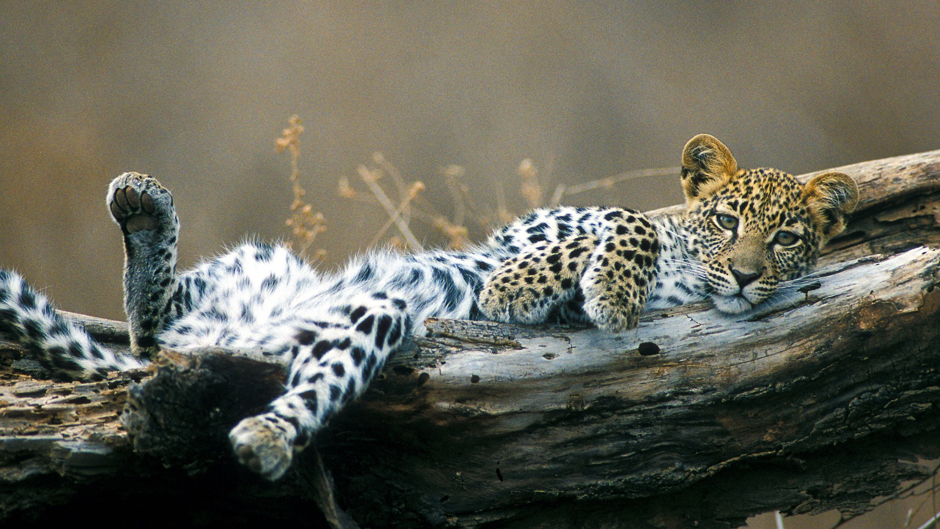 South Luangwa Safari