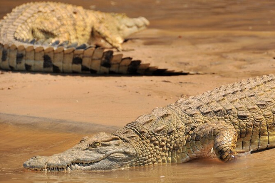 Crocodile