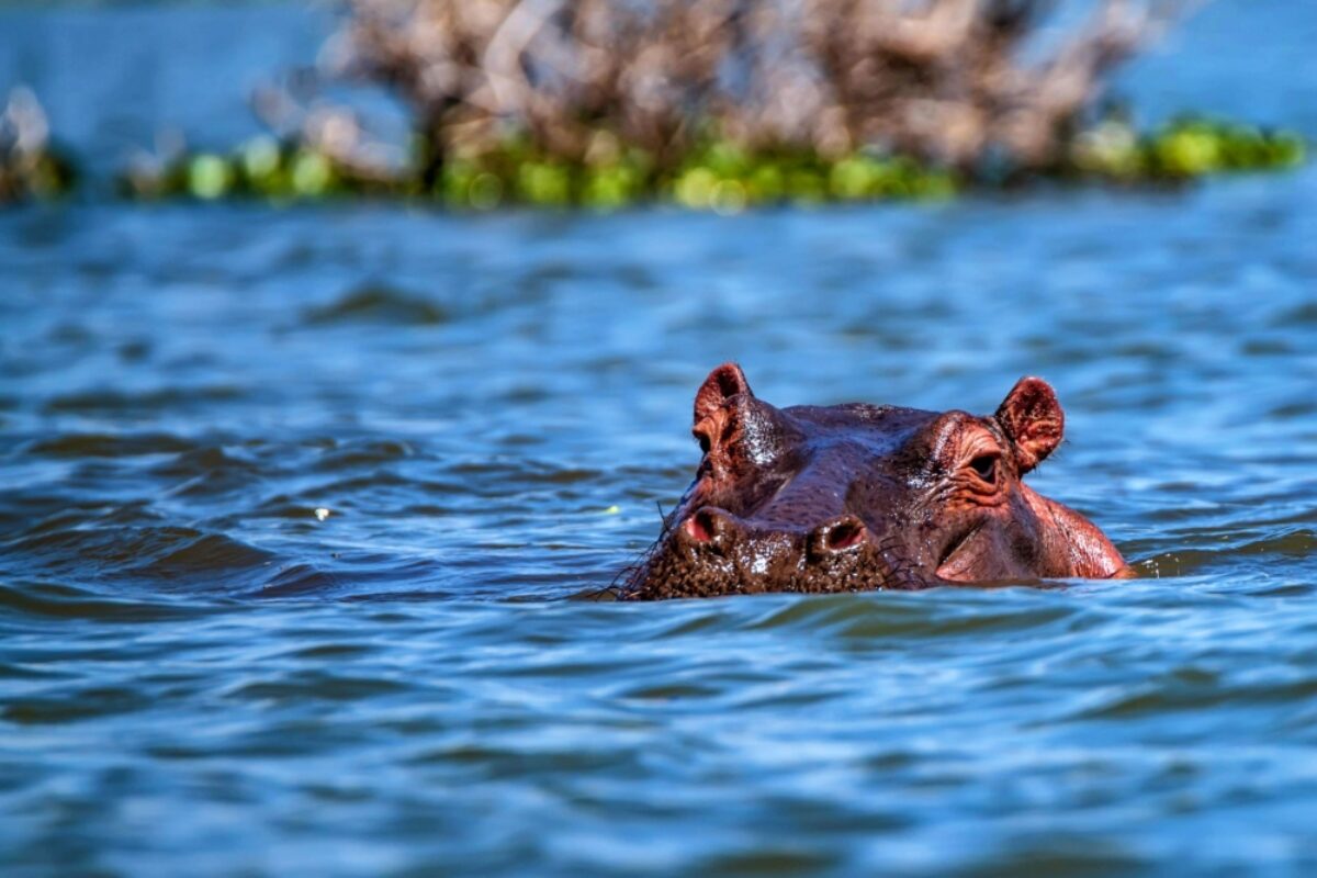 Lower Zambezi National Park